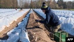 Сезонный рабочий на французской ферме, где выращивают спаржу